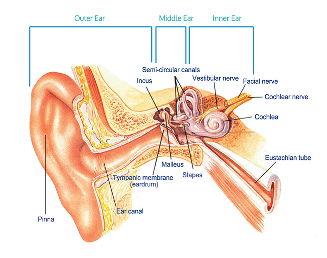 In order to best understand hearing loss and what can be done, it is important to first understand how the ear works and processes sound.